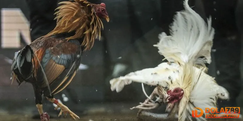 Nguồn gốc ra đời của đá gà cựa sắt