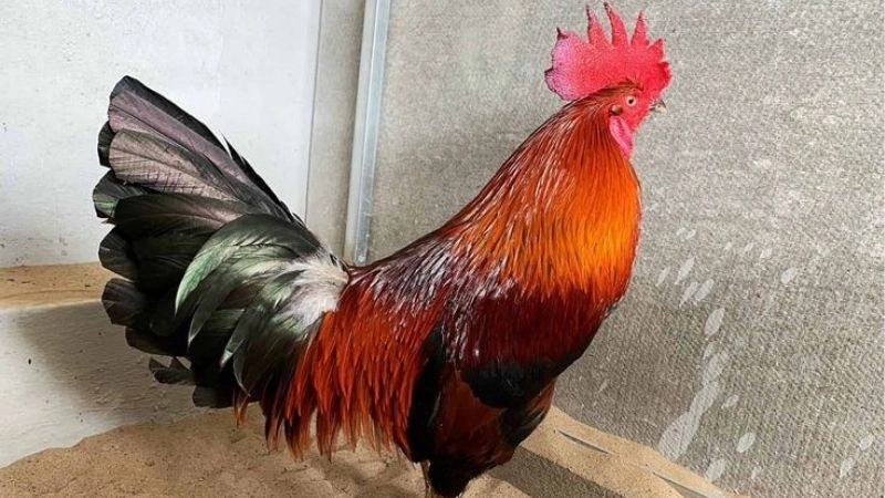 Gà Campuchia – Đặc trưng và kiên cường