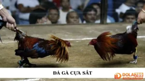 Đá gà cựa sắt
