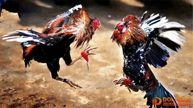 Hành trình lịch sử đầy kịch tính của đá gà Philippines