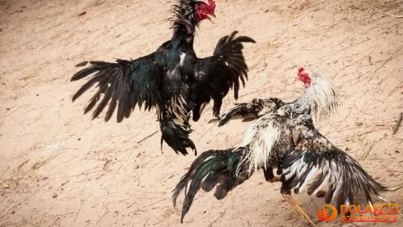 Đá gà Savan là gì?