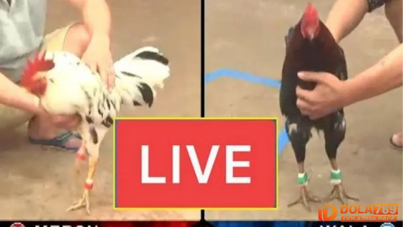 Sự bùng nổ của đá gà Savan trực tuyến