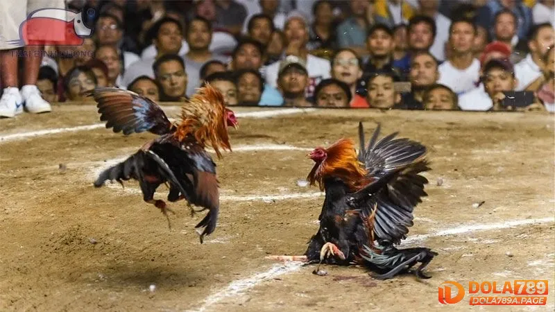 Kinh nghiệm khi tham gia đá gà Savan online