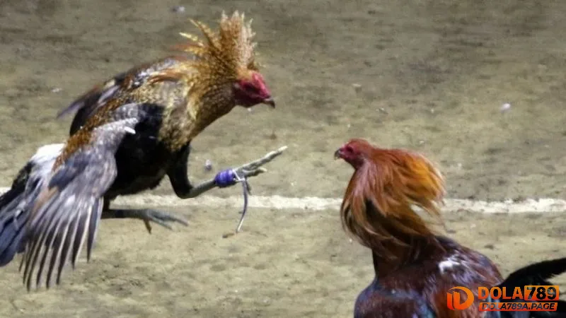 Yếu tố giải trí đỉnh cao