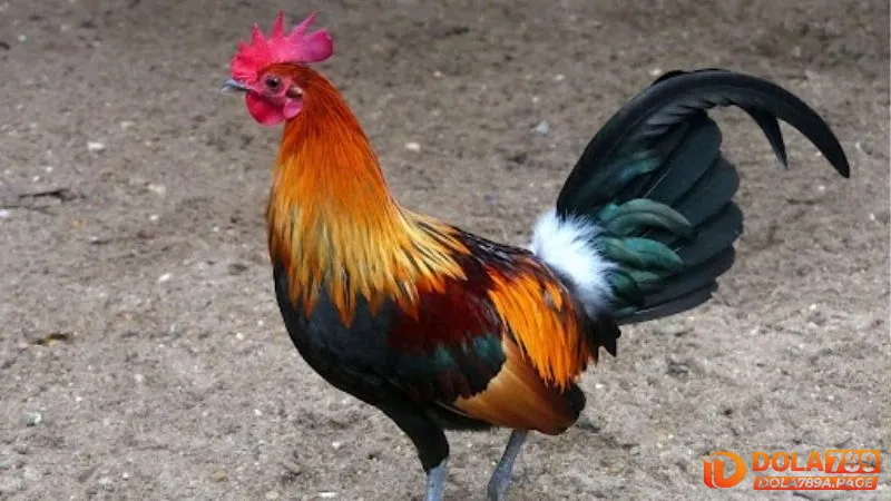 Xem xét thể trạng của gà trước khi thi đấu