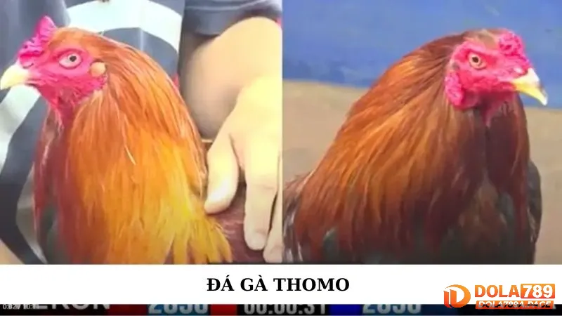 Đá gà Thomo