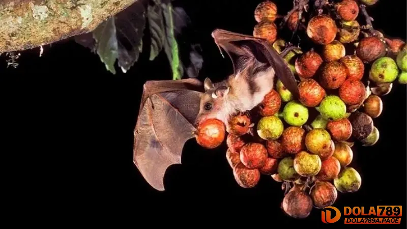 Dơi bay vào nhà là điềm gì? Tốt hay xấu? Đánh số mấy? 3 Dơi bay vào nhà tìm kiếm thức ăn