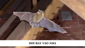 Dơi bay vào nhà