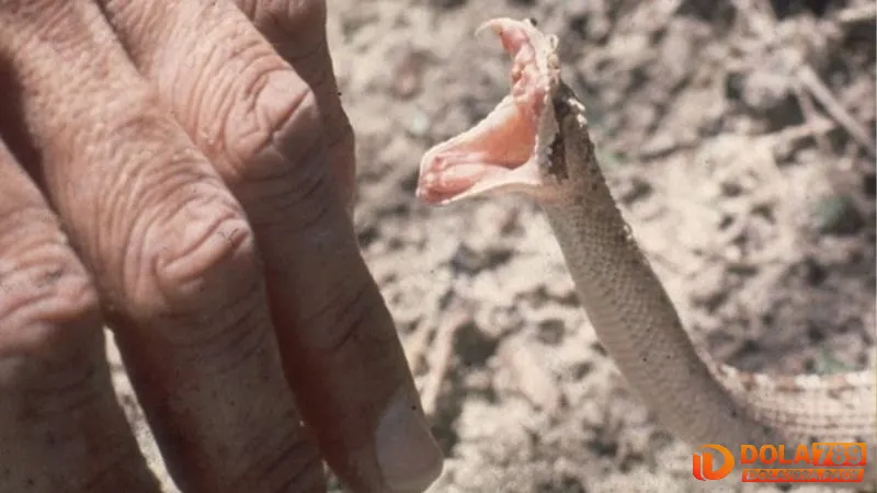 Giải mã giấc mơ thấy rắn cắn